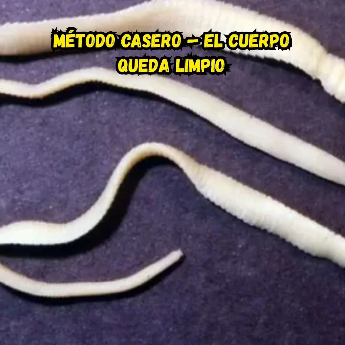 Probiotiques flore intestinale